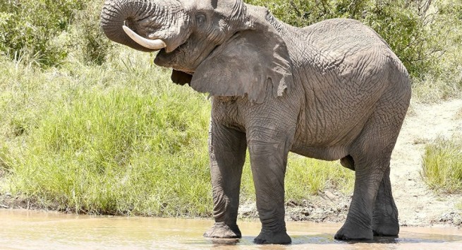 179753-un-elephanteau-sorti-d-un-fossel-aide-d-une-pelle-mecanique-en-inde-video-.jpg
