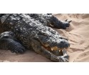 Un plongeur regarde dans la bouche du plus dangereux des crocodiles et survie (vidéo)