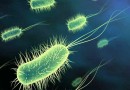 9213-bacterie-1.jpg