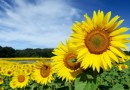 102786-champ-de-tournesol.jpg