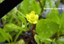 108504-renoncule-a-feuille-ophioglosse.jpg