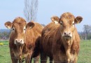 133500-vaches-1.jpg