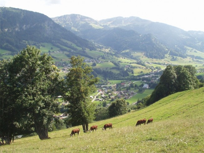 16267-ruralite-1.jpg
