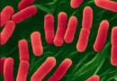 28142-bacterie-eschericia-coli.jpg