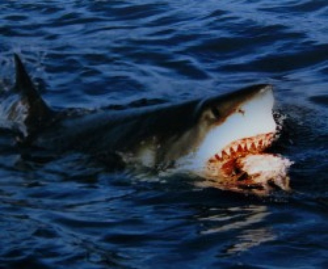 30506-requin-finance.jpg