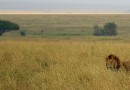 31839-lion-savanna.jpg