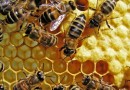 42341-abeilles-miel.jpg