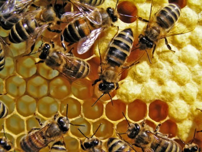 42341-abeilles-miel.jpg