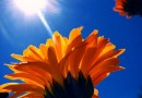 77258-tournesol-1.jpg