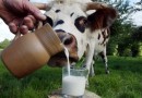 966-lait-2.jpg